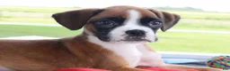 Boxer dogs for sale: Bella - Champ lines - Ad 5