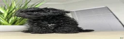 Shihpoo dogs for sale: Shihpoo 2 - Ad 10