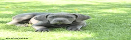 Cane Corso dogs for sale: Sparkle - Ad 5
