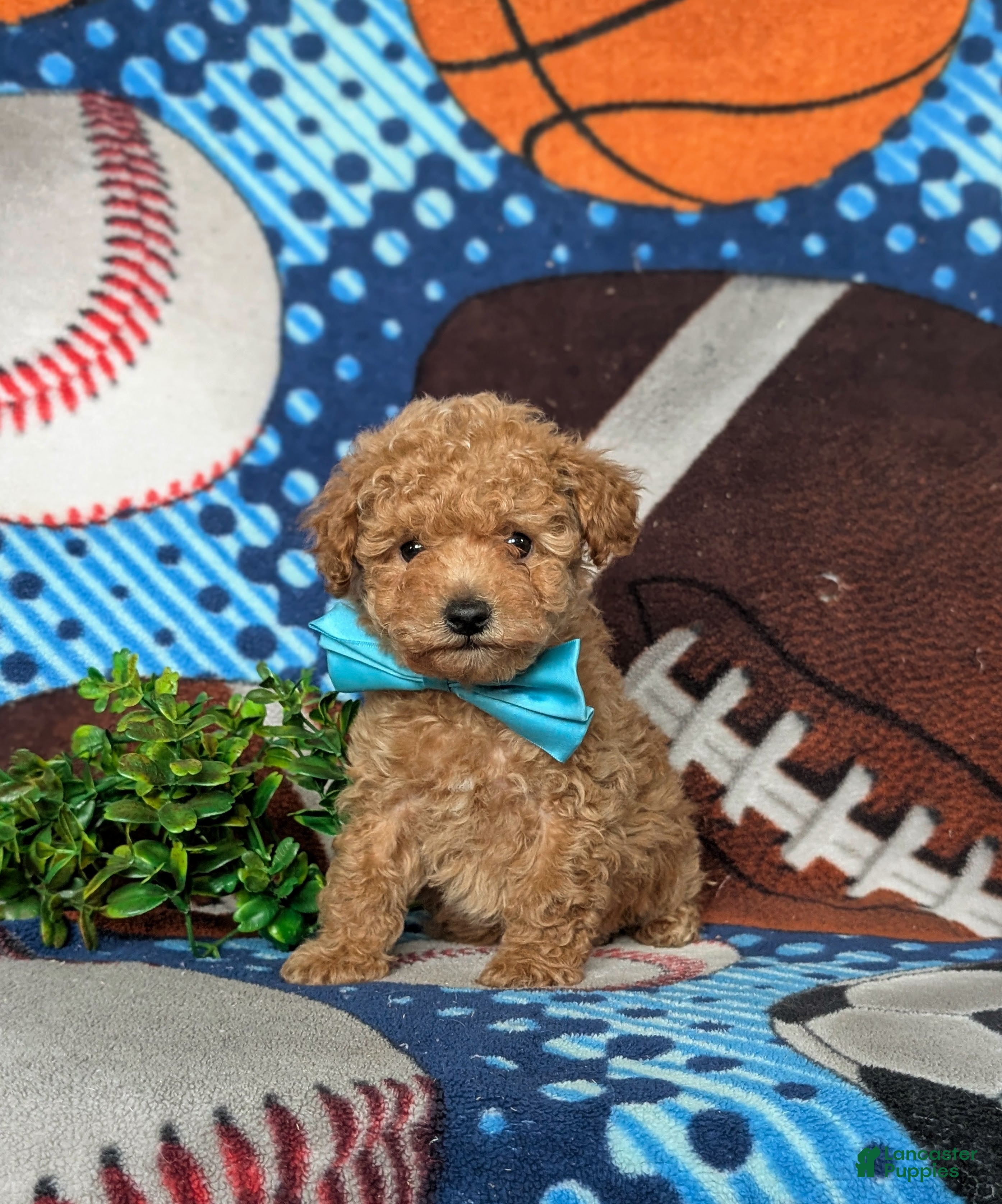 Toy Poodle dogs Walden - Ad 32