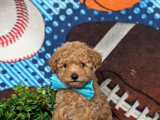 Toy Poodle dogs Walden - Ad 32