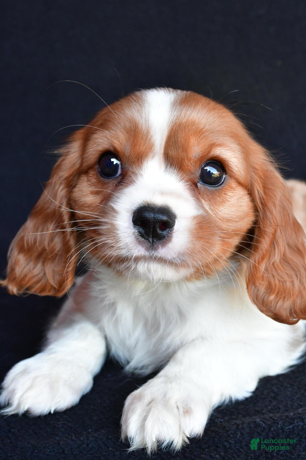 Cavalier King Charles Spaniel dogs Austin - Ad 2