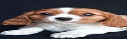 Cavalier King Charles Spaniel dogs for sale: Austin - Ad 2