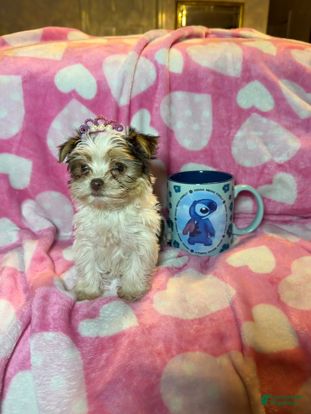 Yorkshire Terrier dogs for sale: Yorkshire Terrier Puppy 1 - Ad 3