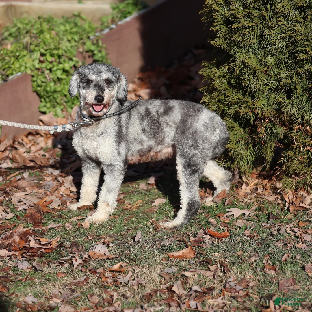 Miniature Poodle dogs for sale: Spike Miniature Poodle  - Ad 8