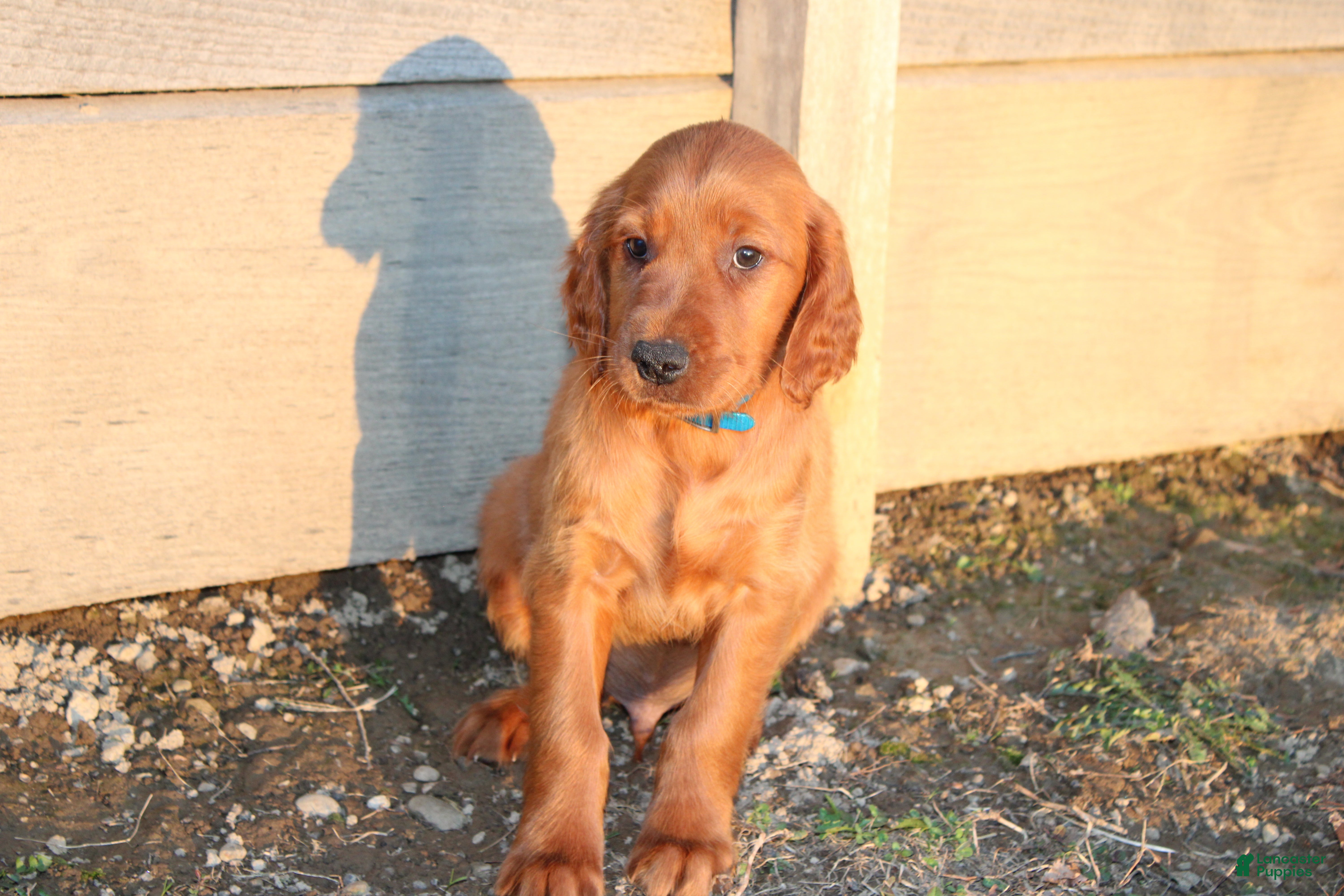 Mixed Breed dogs Mixed Breed Puppy 2 - Ad 1