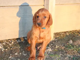 Mixed Breed dogs for sale: Mixed Breed Puppy 2 - Ad 2