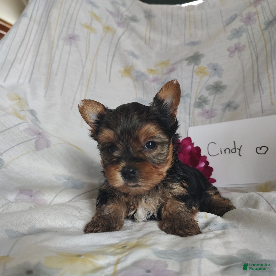 Yorkshire Terrier dogs for sale: Catrina - Ad 5