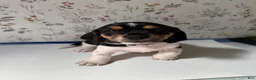 Mixed Breed dogs for sale: Orca - Ad 4