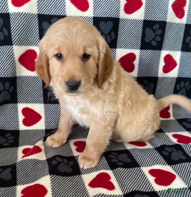 Mini Goldendoodle dogs Duncan- mini/medium - Ad 33