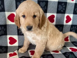 Mini Goldendoodle dogs Duncan- mini/medium - Ad 25