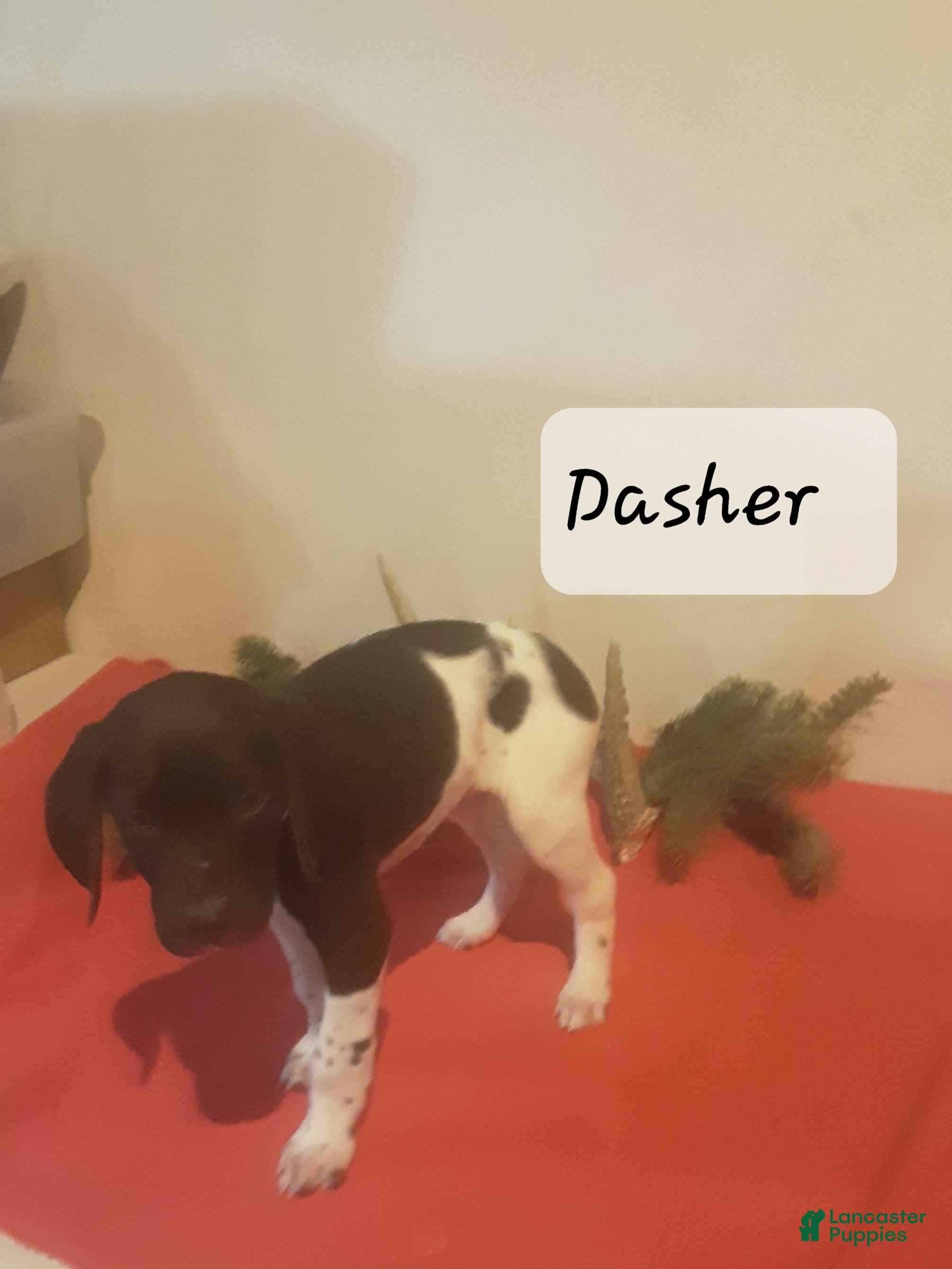 German Shorthaired Pointer dogs Dasher  - Ad 2