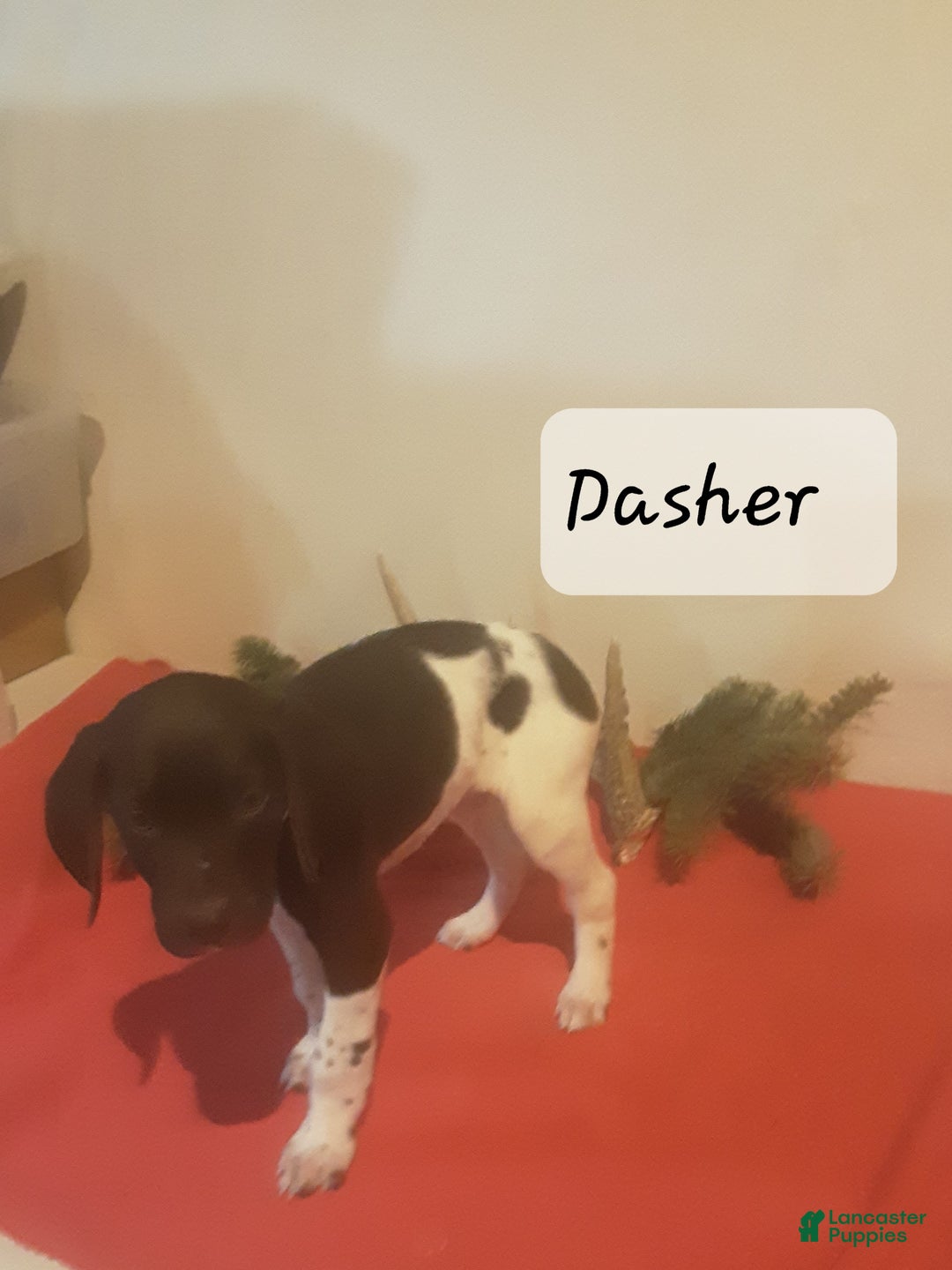 German Shorthaired Pointer dogs for sale: Dasher  - Ad 2