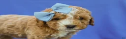 Cavapoo dogs for sale: Ian Cavapoo F1B Pup - Ad 2