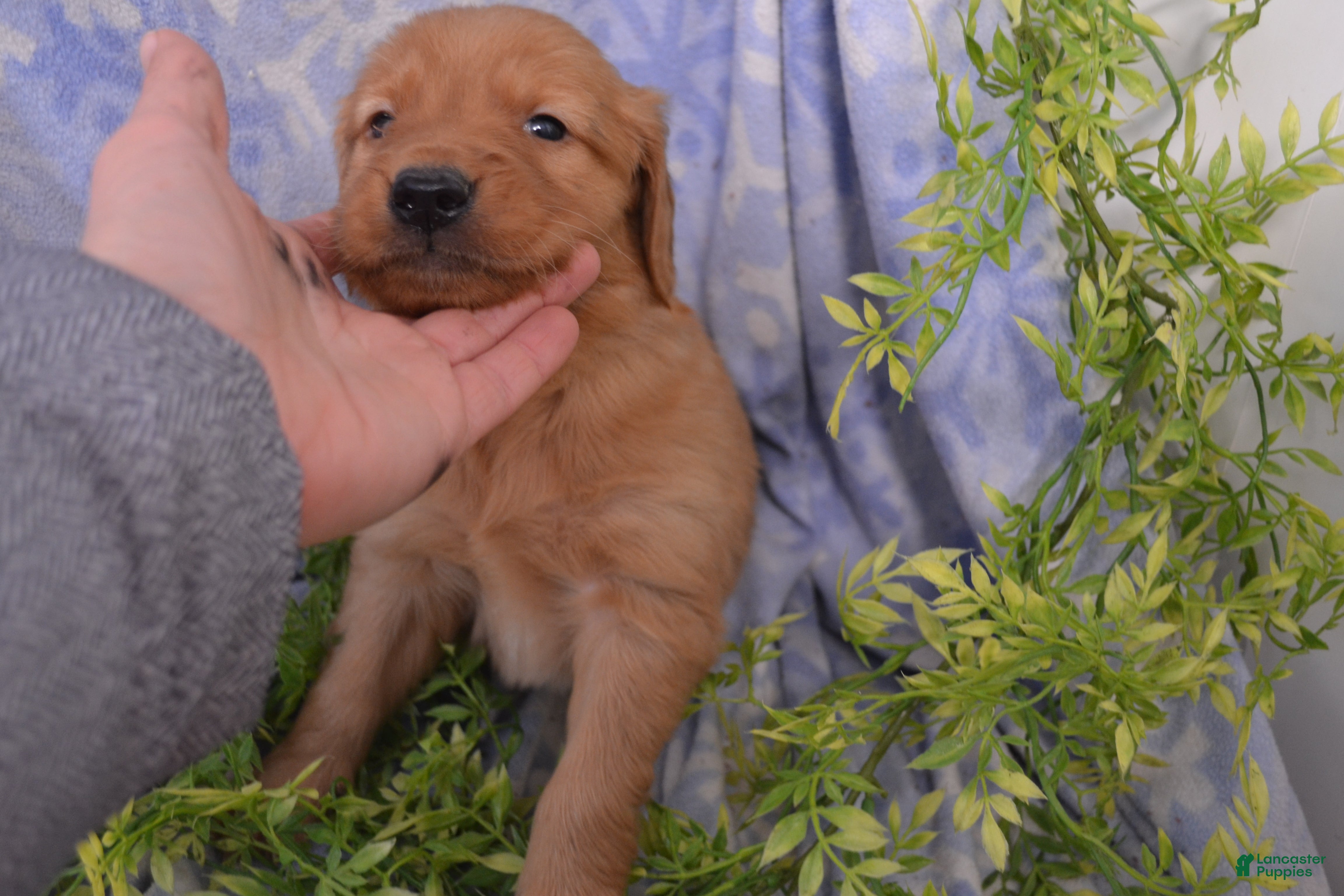 Golden Retriever dogs Andy - Ad 20