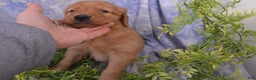 Golden Retriever dogs for sale: Andy - Ad 1