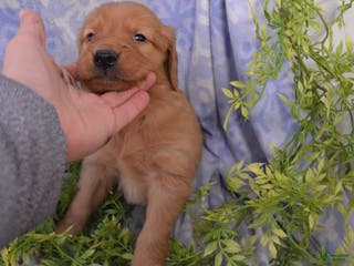Golden Retriever dogs Andy - Ad 20