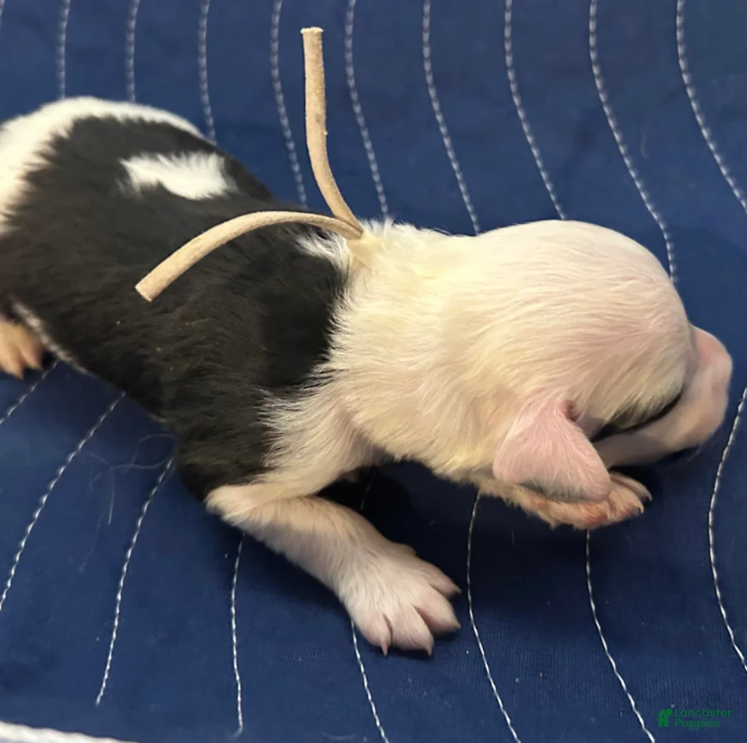 Sheepadoodle dogs for sale: John  - Ad 2