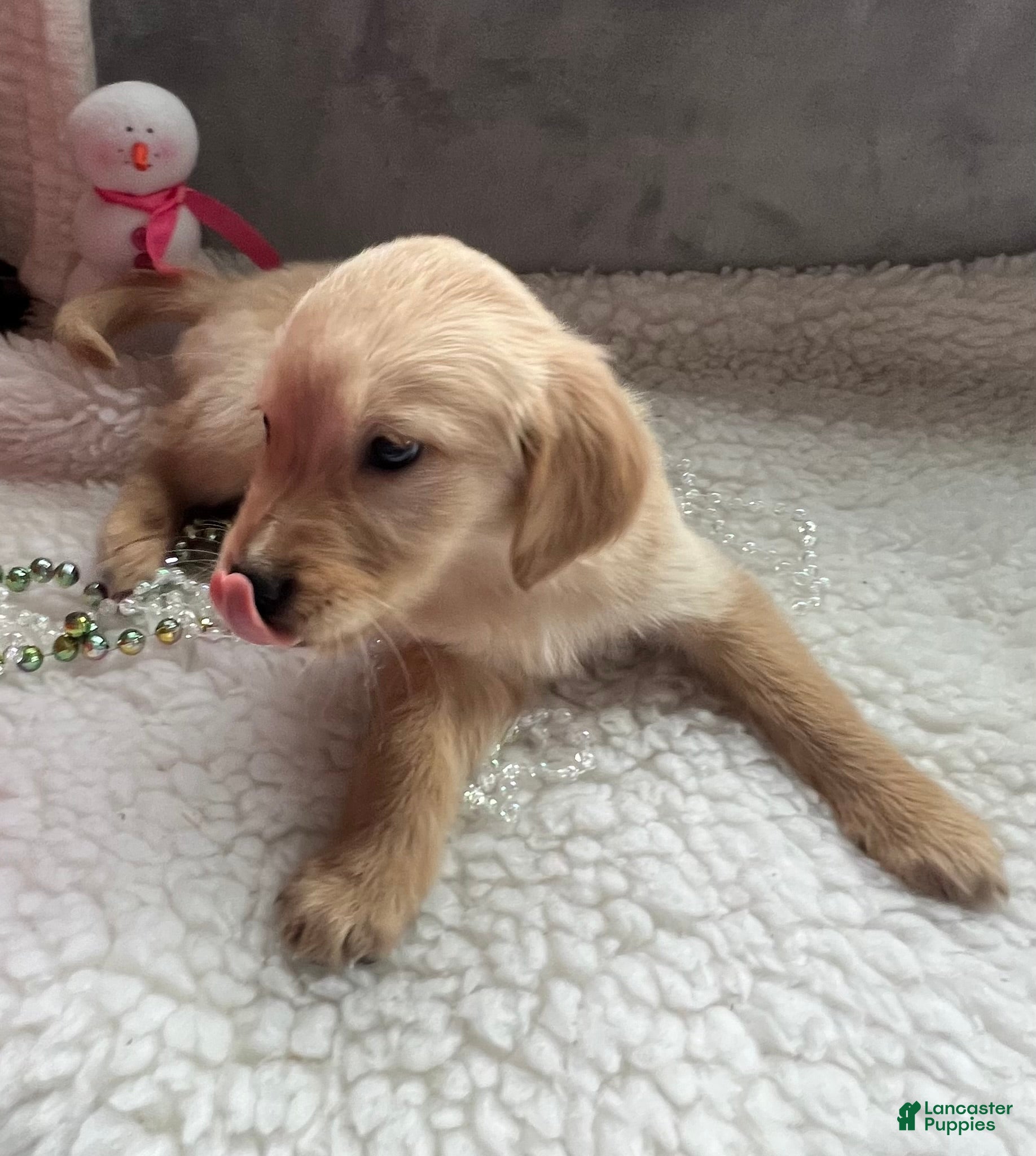 Golden Retriever dogs Emily  - Ad 33