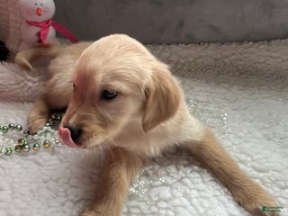 Golden Retriever dogs Emily - Ad 33