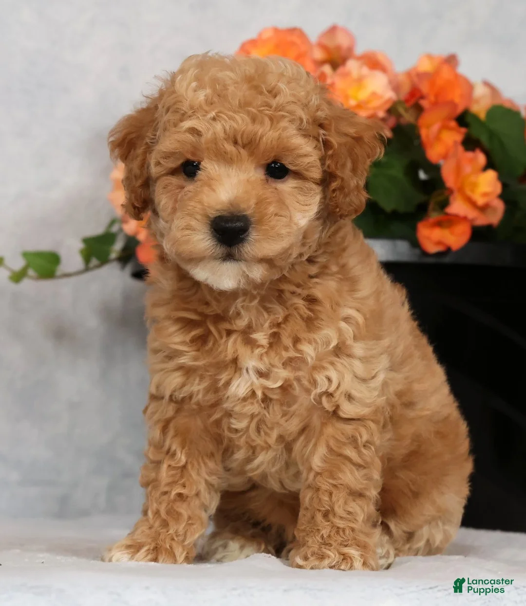 Bichpoo dogs for sale: Gander - Ad 2