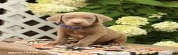 Labrador Retriever dogs for sale: Maverick - Ad 5