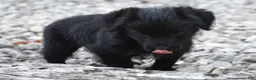 Bordoodle dogs for sale: Rex - Ad 6