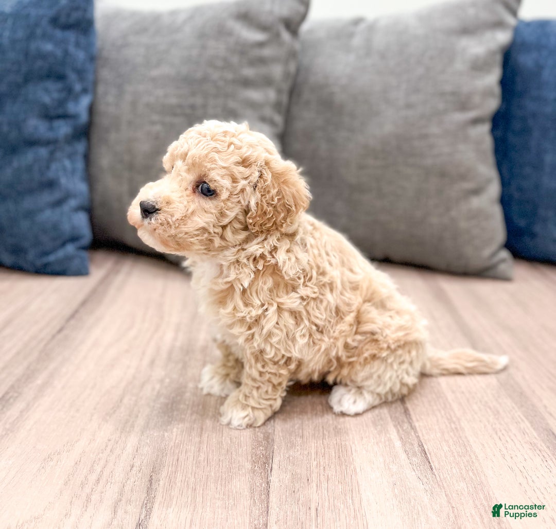 Bichpoo dogs for sale: Cody - Ad 4