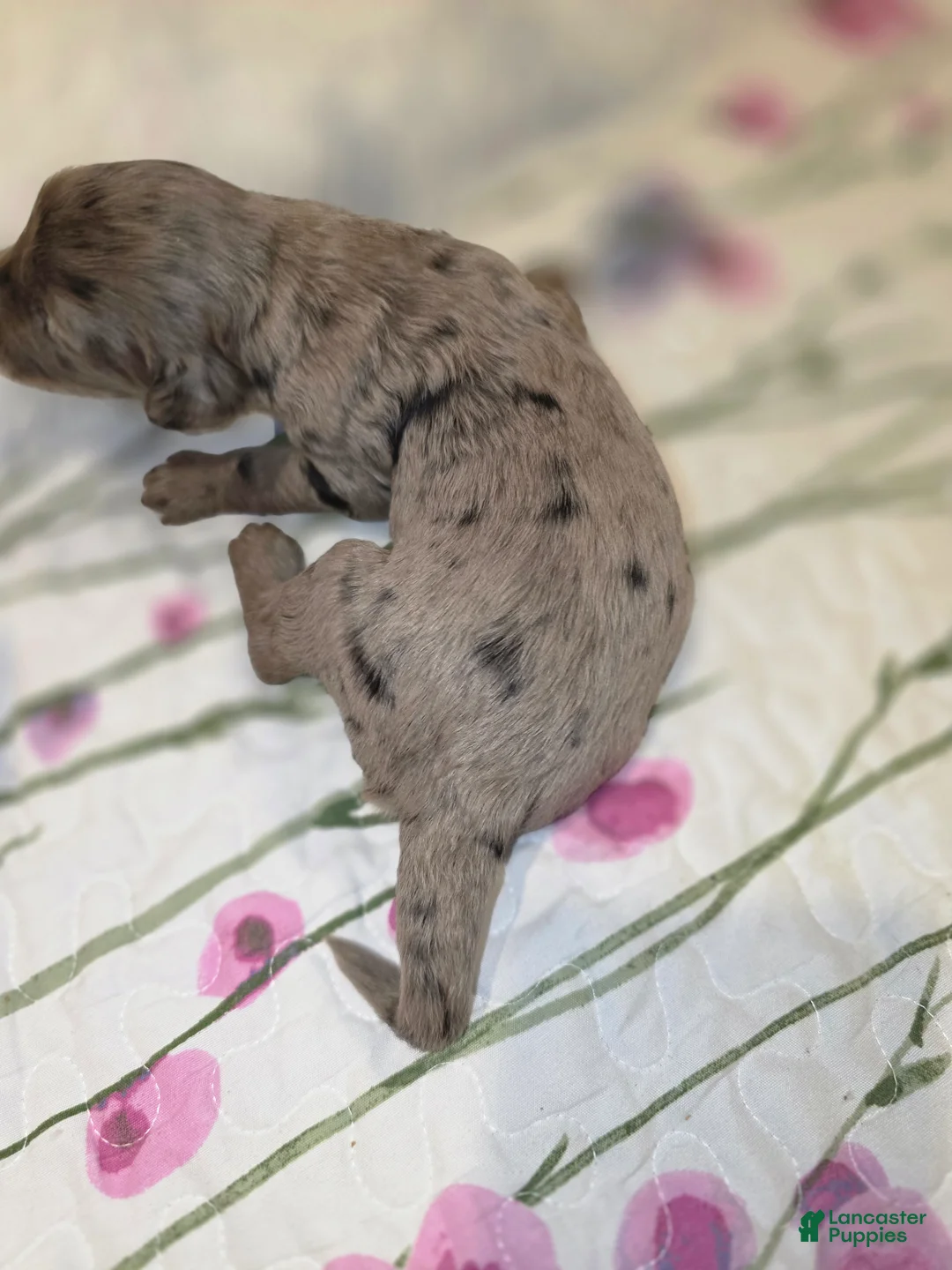 Sheepadoodle dogs for sale: Sheepadoodle 4 - Ad 2