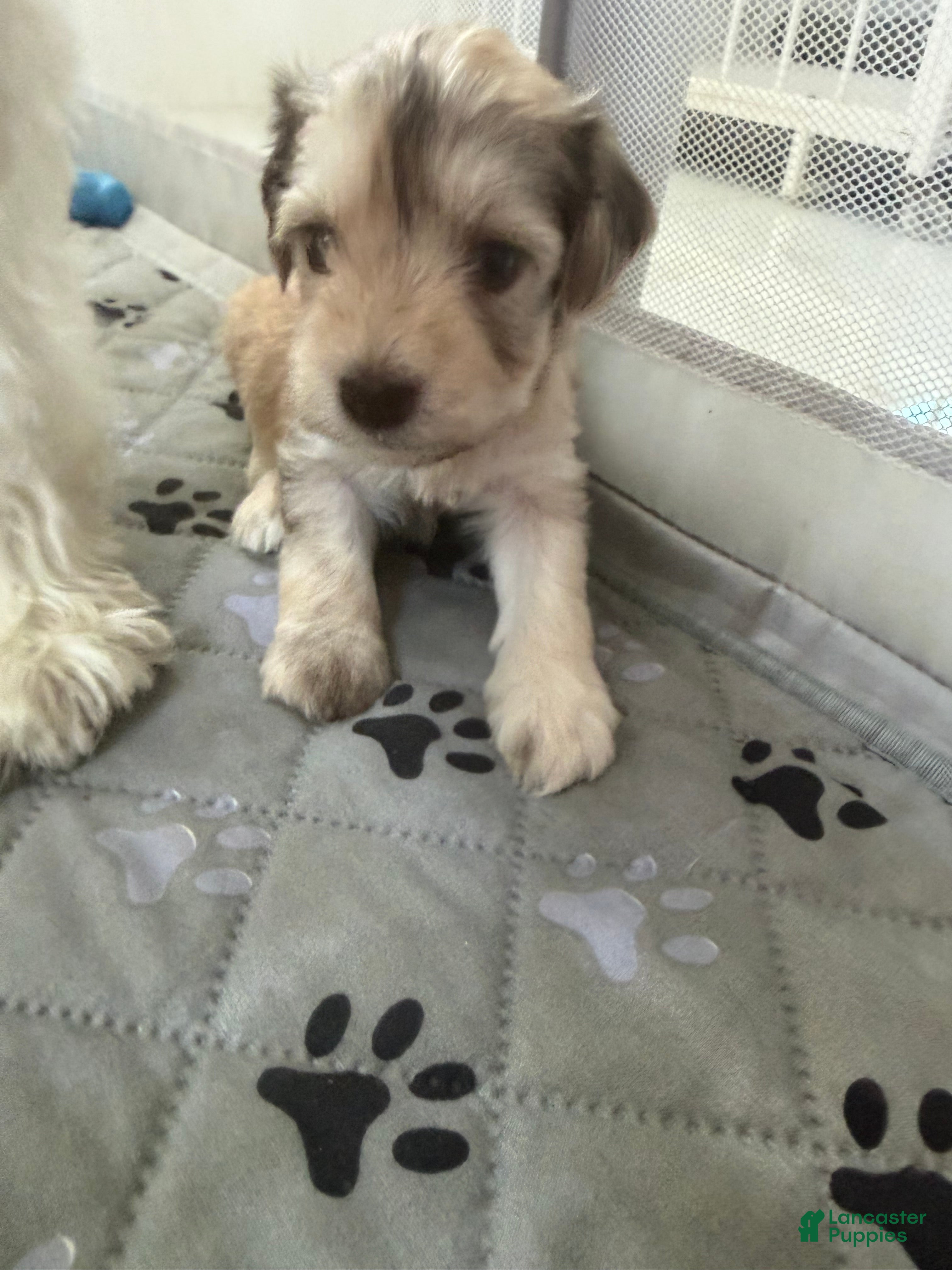 Miniature Schnauzer dogs Miniature Schnauzer Puppy 6 - Ad 2