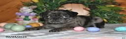 Pug dogs for sale: Dolly - Ad 3