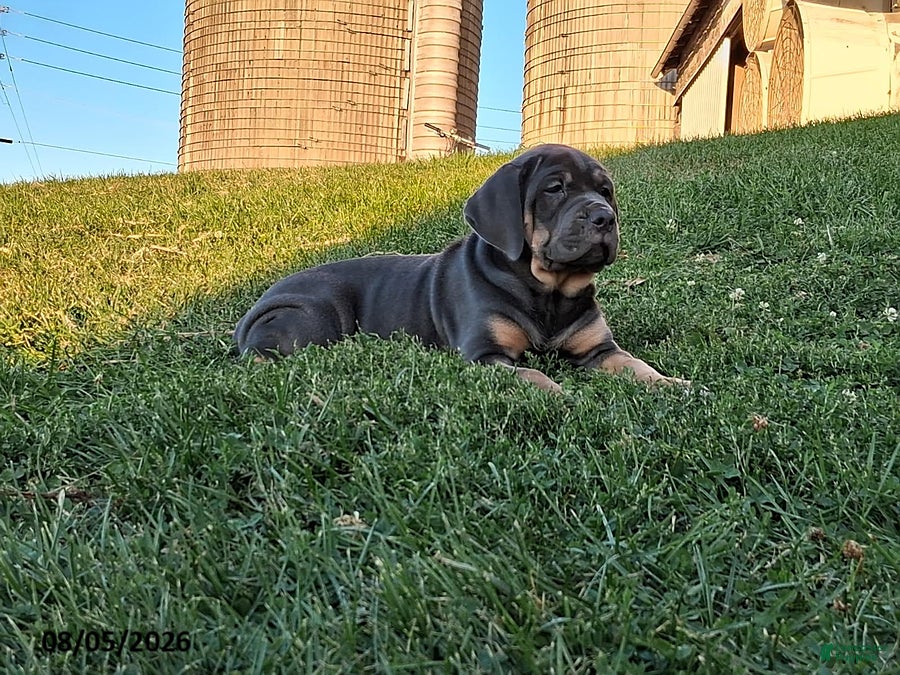 Cane Corso dogs Violet - Ad 1