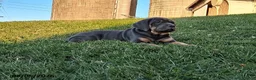 Cane Corso dogs for sale: Violet - Ad 1