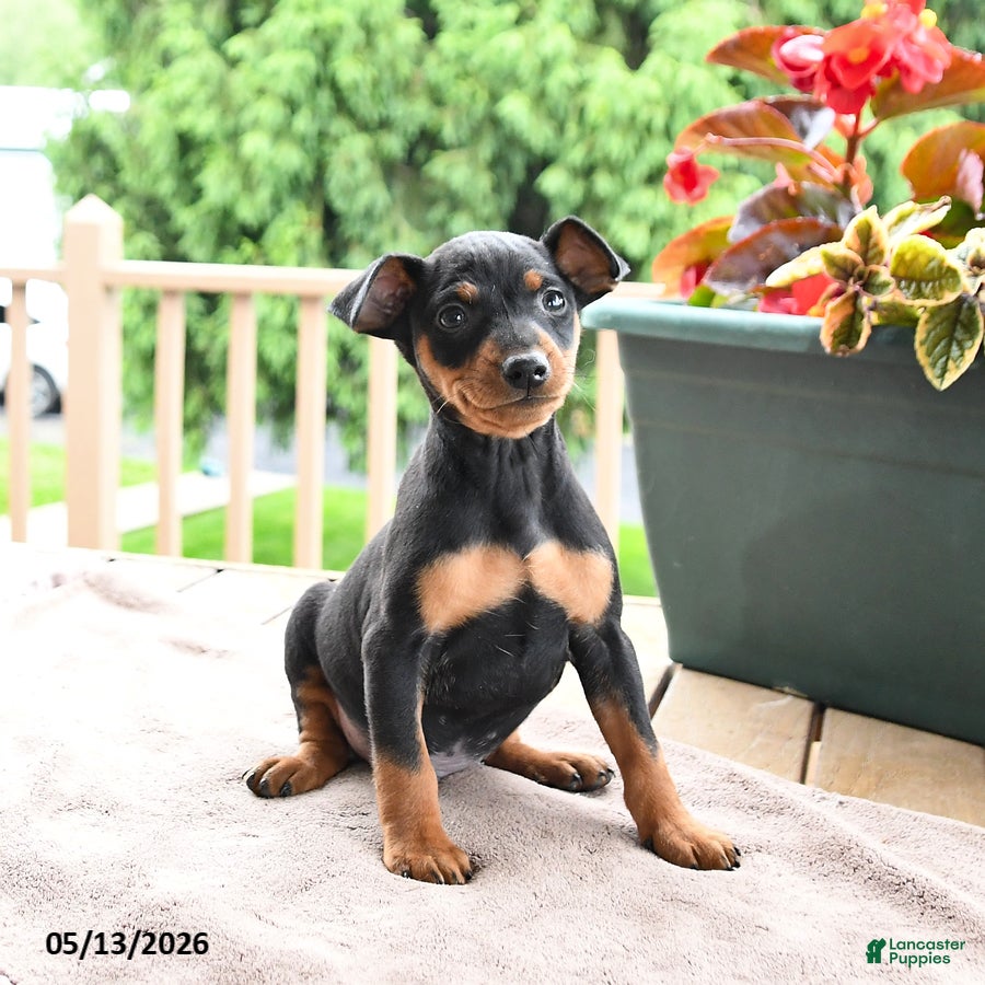 Miniature Pinscher dogs Frisky - Ad 1