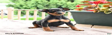 Frisky
