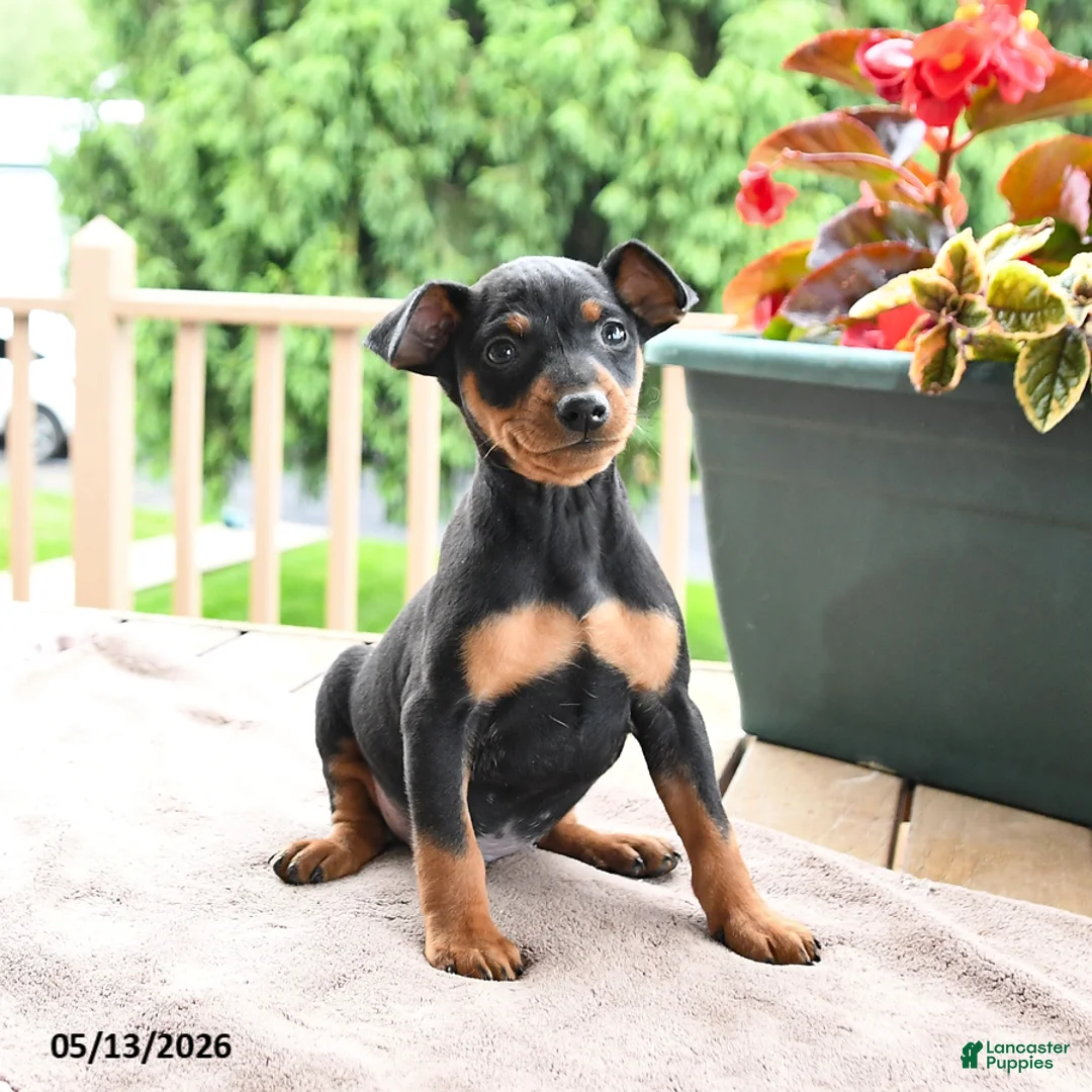 Miniature Pinscher dogs for sale: Frisky - Ad 1