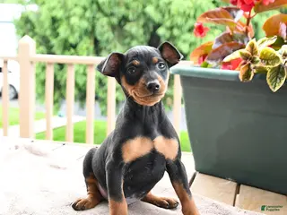 Miniature Pinscher dogs for sale: Frisky - Ad 2