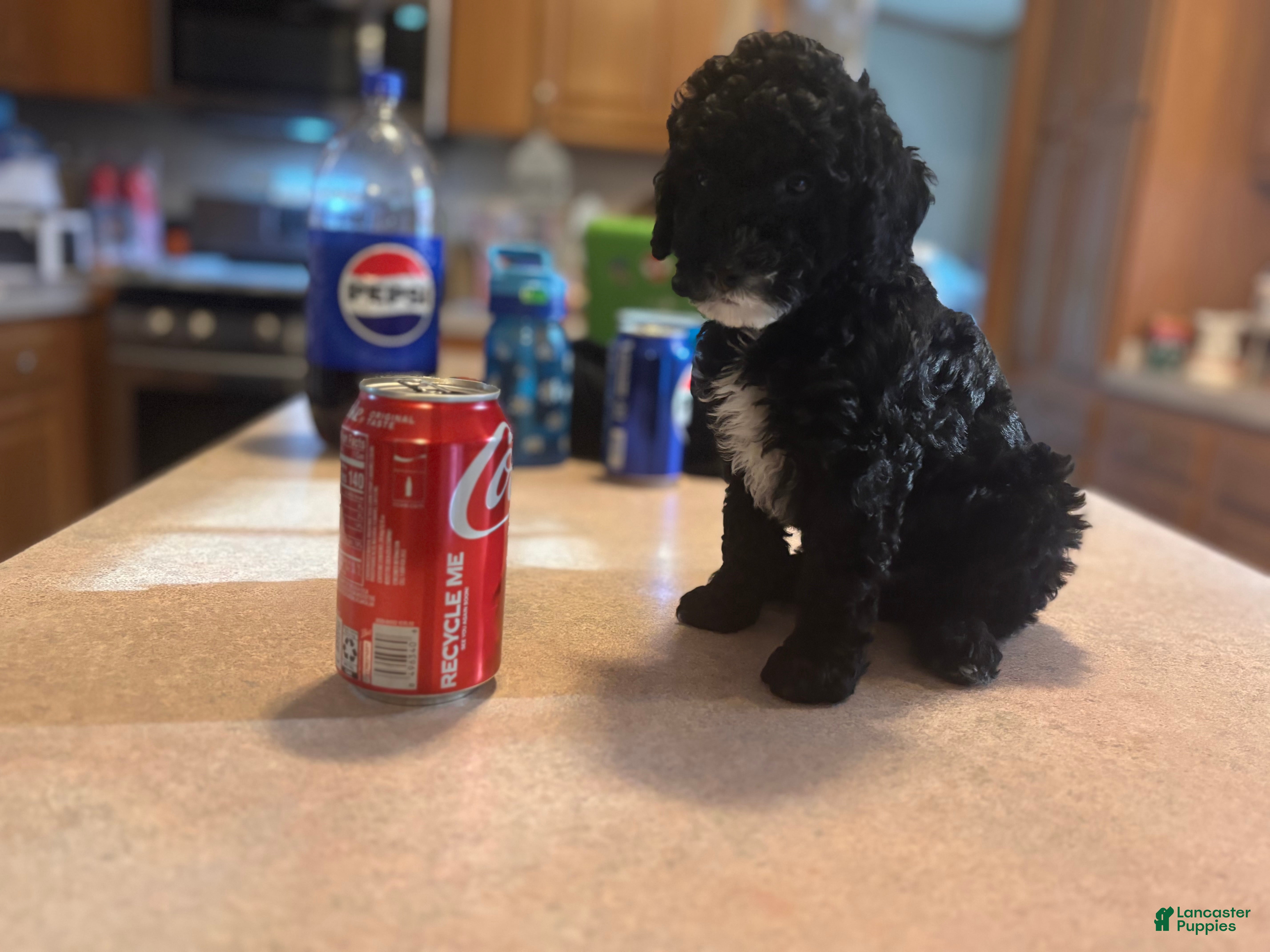 Toy Poodle dogs Toy Poodle Puppy 1 - Ad 2