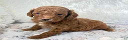 Toy Poodle dogs for sale: Zoe - Ad 4