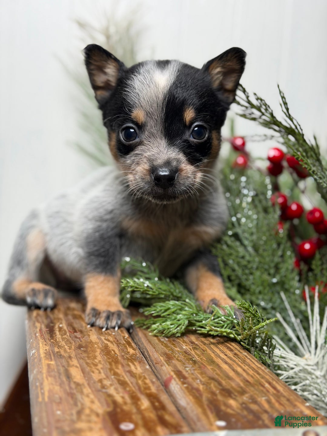 Australian Cattle Dog dogs for sale: Australian Cattle Dog Puppy 9 - Ad 1