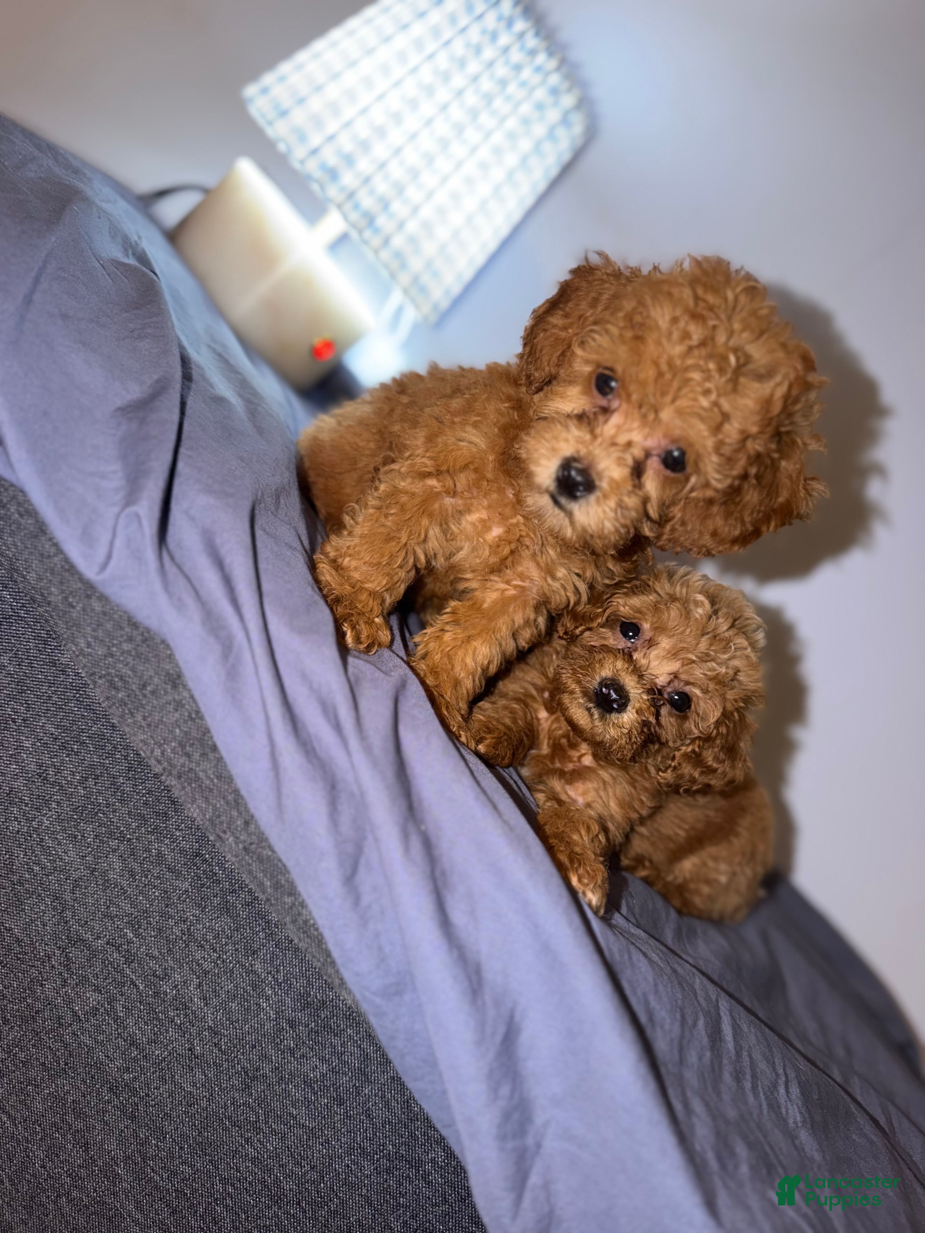 Toy Poodle dogs for sale: Toy Poodle 2 - Ad 2