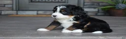 Mini Bernedoodle dogs for sale: Carla - Ad 6