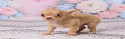 Chihuahua dogs for sale: Benjie - Ad 5