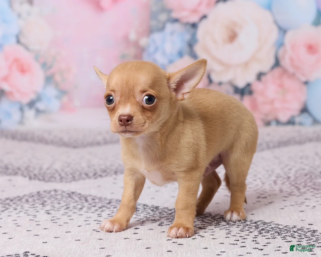 Chihuahua dogs for sale: Benjie - Ad 5