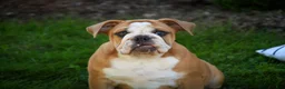 English Bulldog dogs for sale: Dream English Bulldog leash trained and crate training in progress - Ad 9