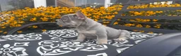 French Bulldog dogs for sale: French Bulldog 1 - Ad 10
