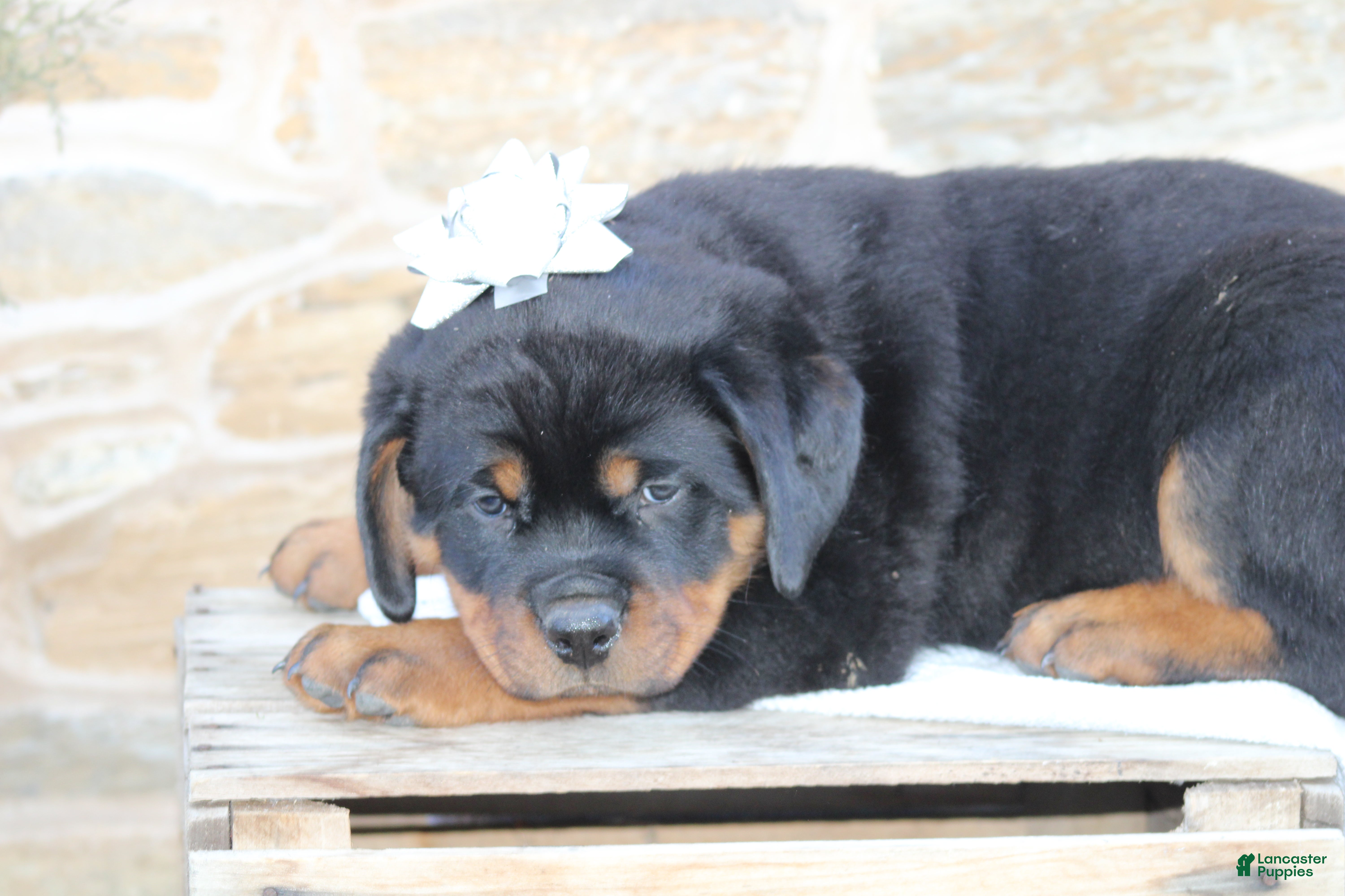 Rottweiler dogs Harmony - Ad 26