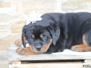 Rottweiler dogs Harmony - Ad 26