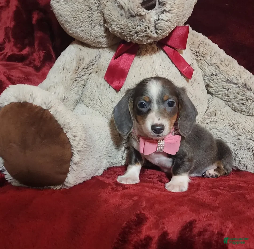 Miniature Dachshund dogs for sale: BLUEBERRY - Ad 10