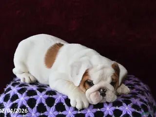 English Bulldog dogs Brock - Ad 21